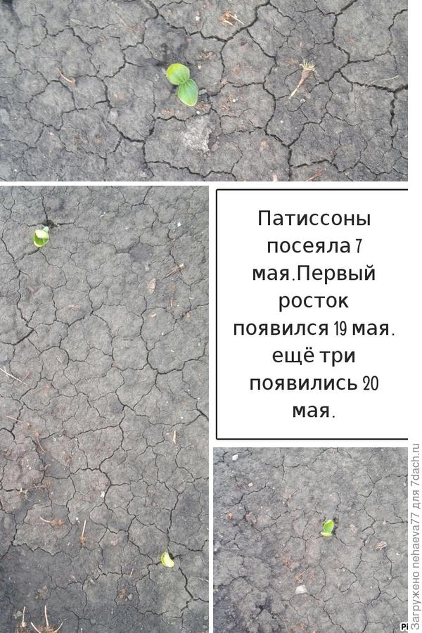всходы