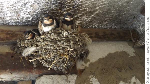 А ещё у нас Пополнение!  Всё идёт по плану,и лето  и жизнь...