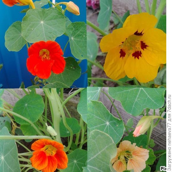 А это 21 июня,  несмотря на вчерашнее разгневанное небо,  всё обошлось .И даже мои настурции  не повредились.