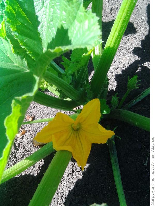 25 июня появился долгожданный цветочек