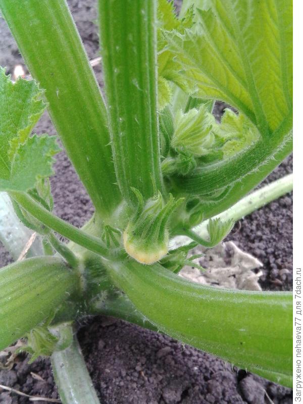 будущий патиссончик