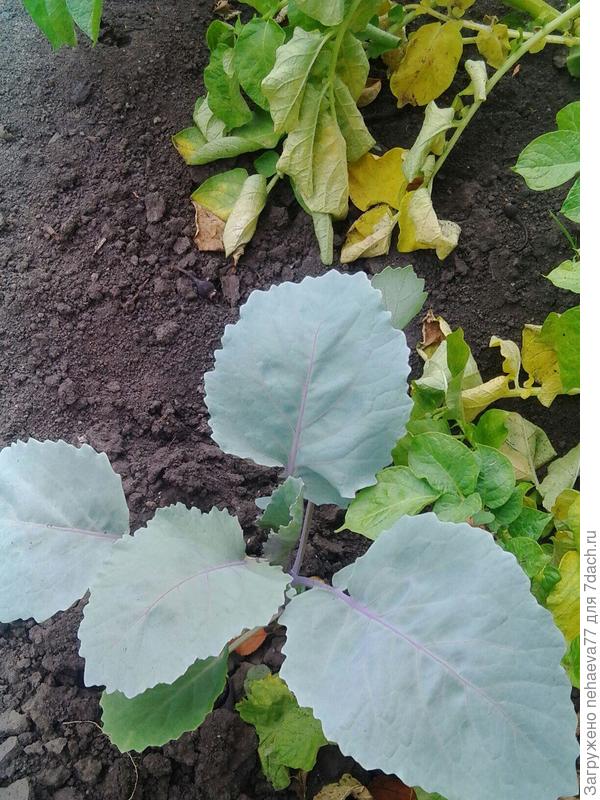 наблюдаю дальше за рассадой...