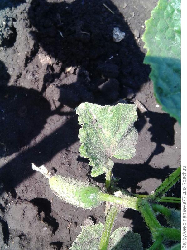 Главное без горечи,и неплохо перенёс засушливое лето