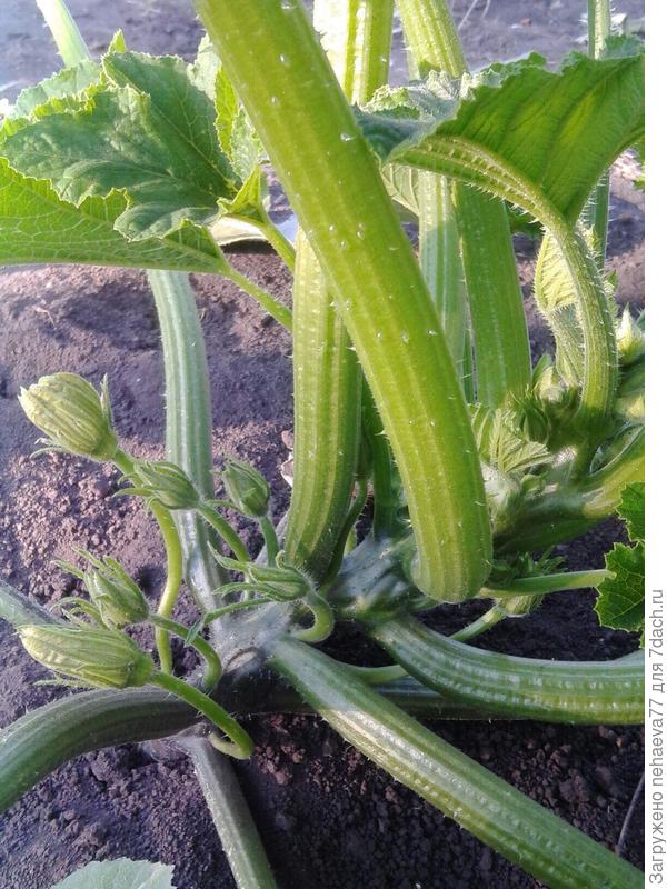 на подходе...