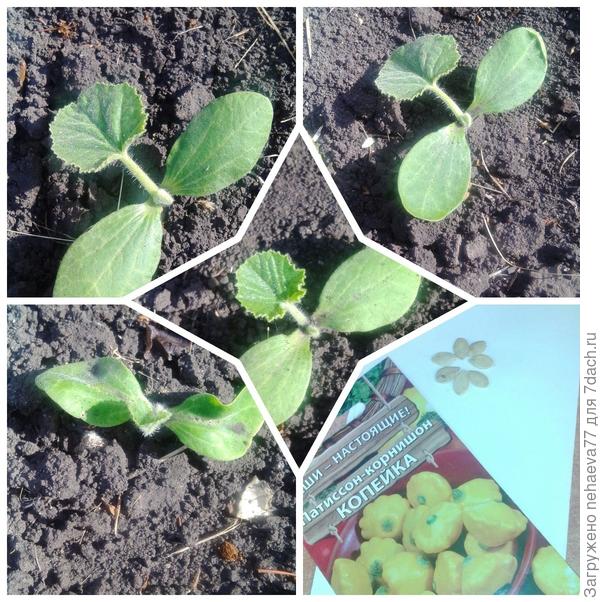 патиссончики