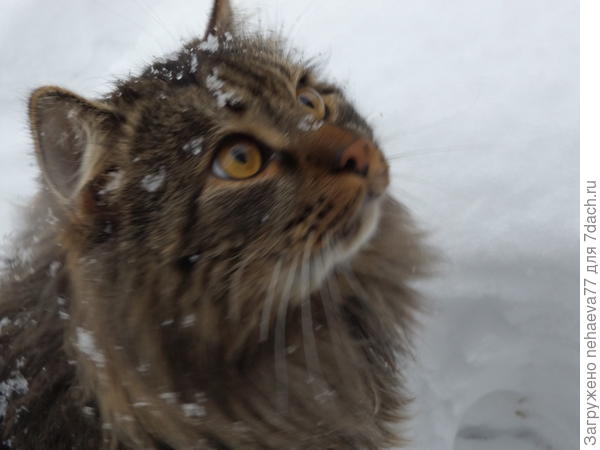 Смотрит Стёпка  в небеса: Это что за чудеса?Первый пушистый и белый снежок — Светлое зимнее чудо, дружок.