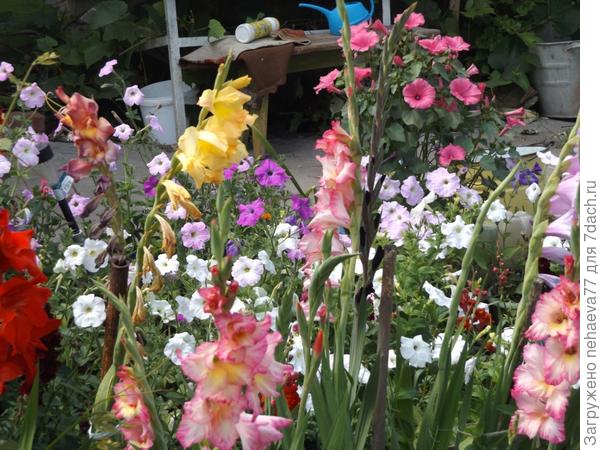 гладиолусы..куда ж без них!