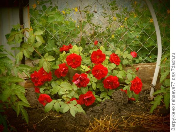 пришлось срочно прикапывать  новую  розочку,чтобы и во дворе радовала. Медленно,но растёт...