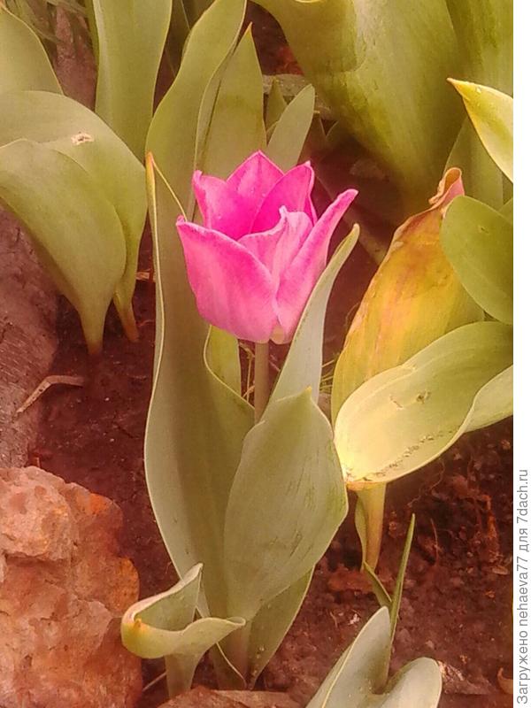 ещё тюльпанчик