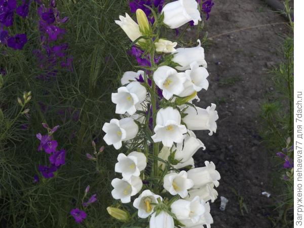 колокольчики