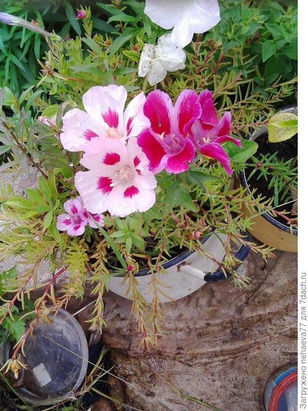 ...семян раздобыла,а вот названия так и не узнала