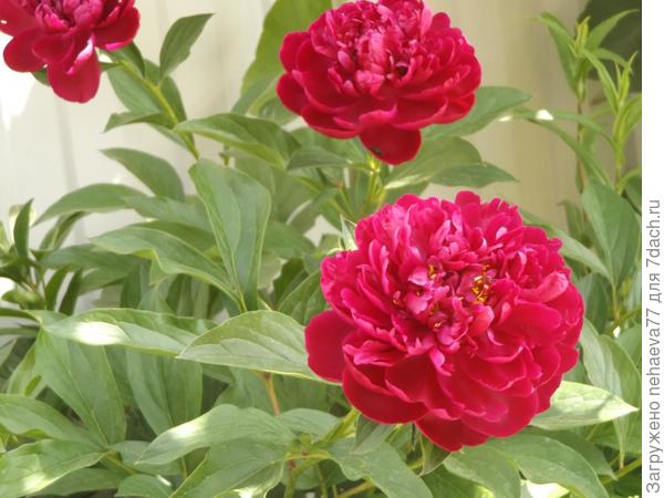 пион красный