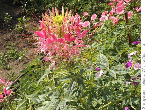 "Брызги Шампанского"