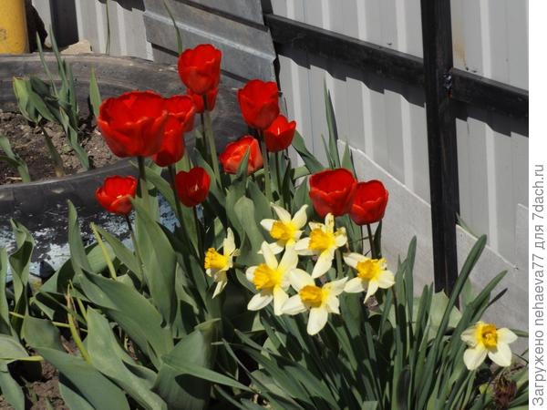 это тюльпаны и нарциссы