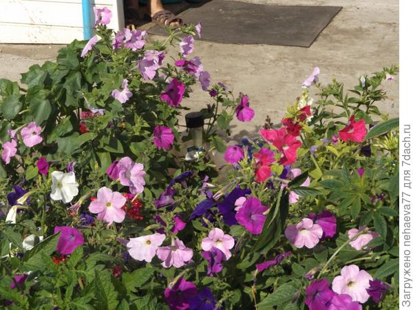 петуньи