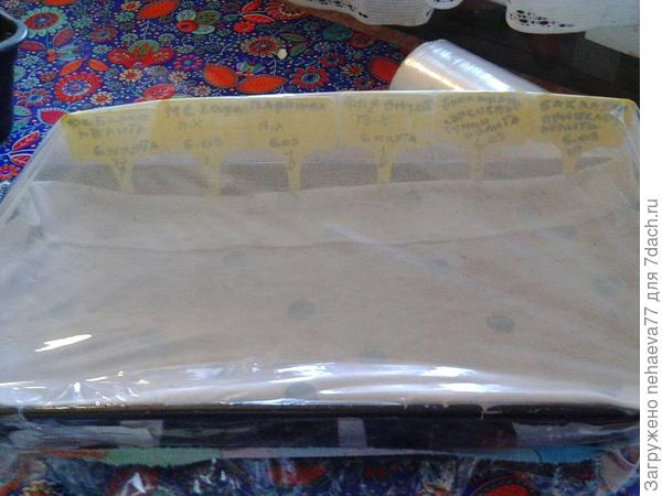 посеяла в общий ящик 12 семян