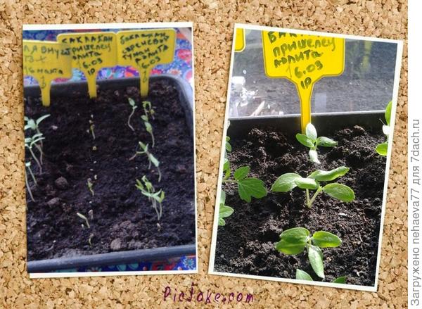 первые всходы..и дальнейший рост  баклажанчиков