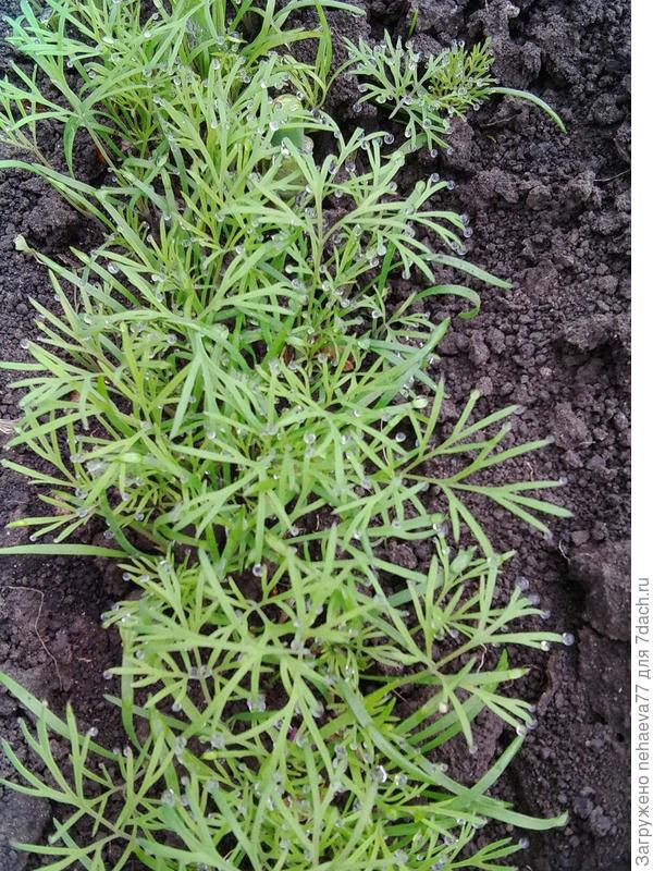 скоро можно будет пробовать первый урожай)