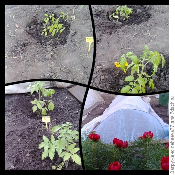 Высадку произвела 5 мая