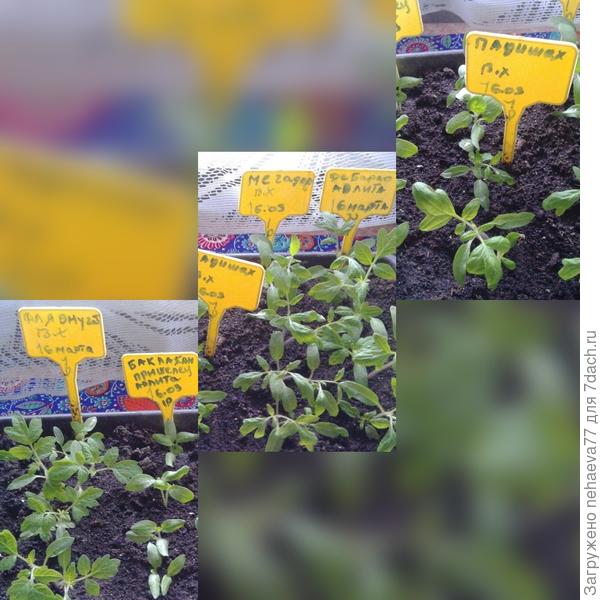 после пикировки...