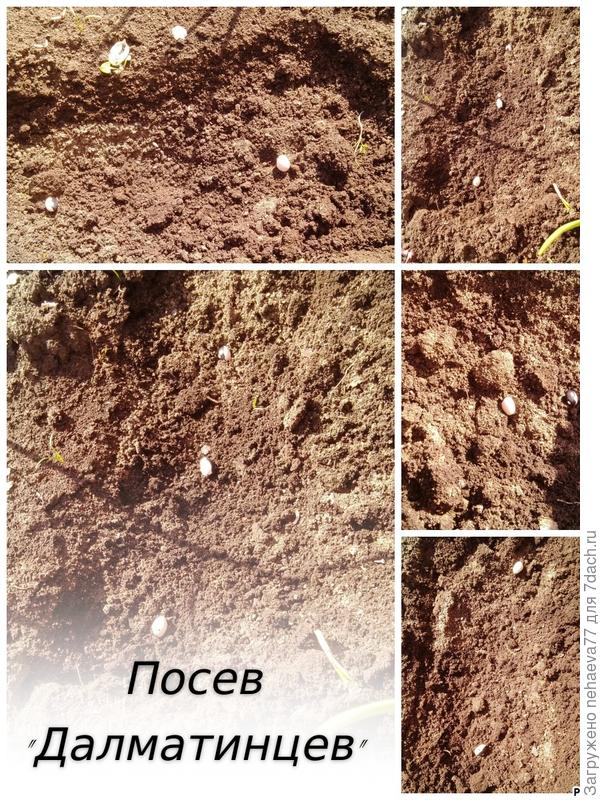 Посеяла все 12.