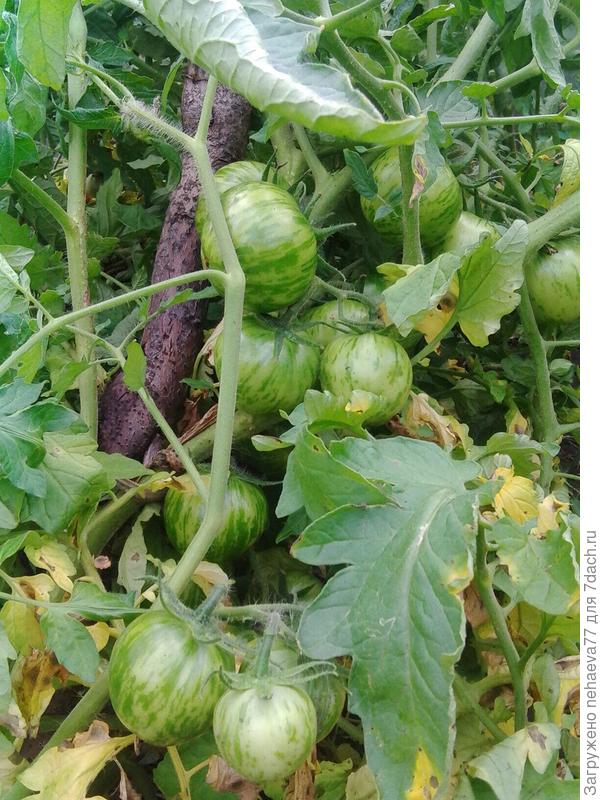 А это - полосатики