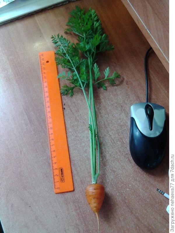 Несмотря на очень большую ботву,корнеплод оказался довольно-таки   миниатюрным