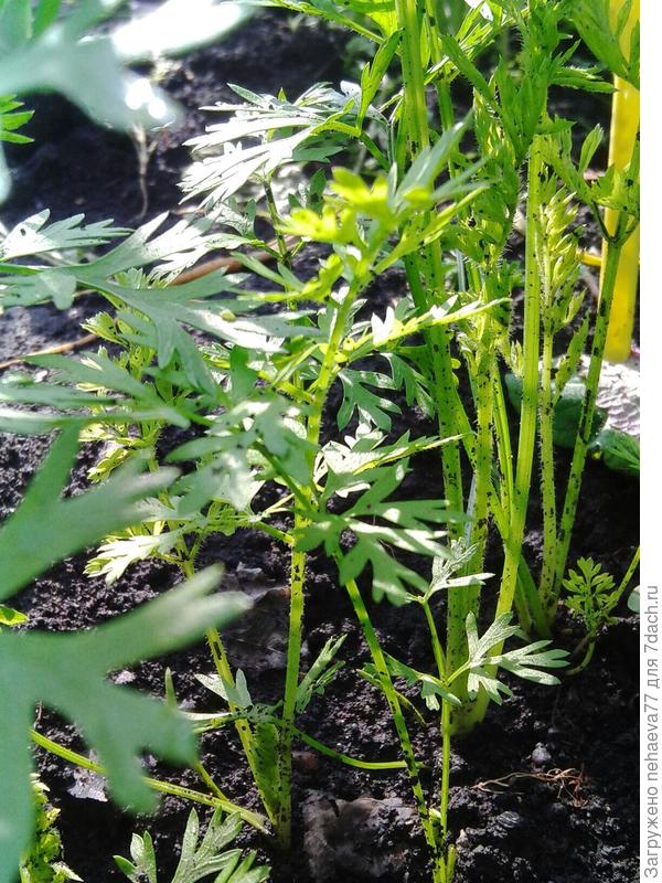 40 дней после всходов