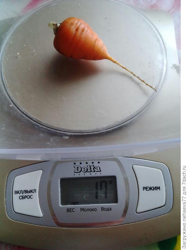 контрольное взвешивание...