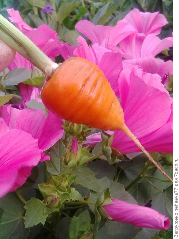 Рекомендую!