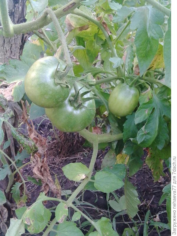 как то так..... без подкормки