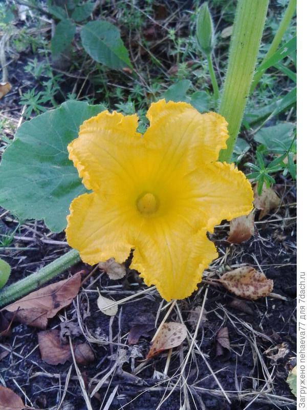 первое цветение