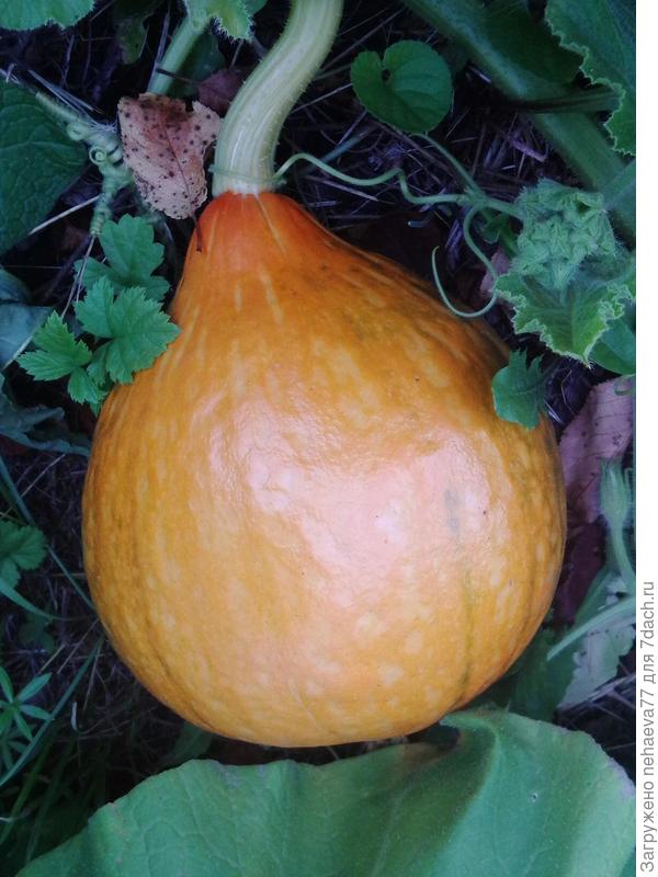 русский загар