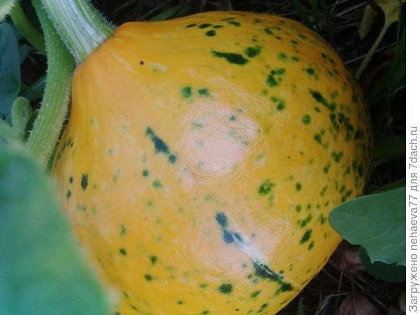 вторая принцесса