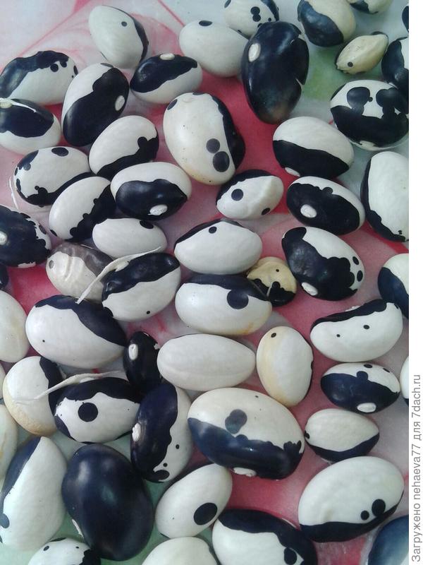 с такими симпатичными пятнышками-прямо настоящие далматинцы