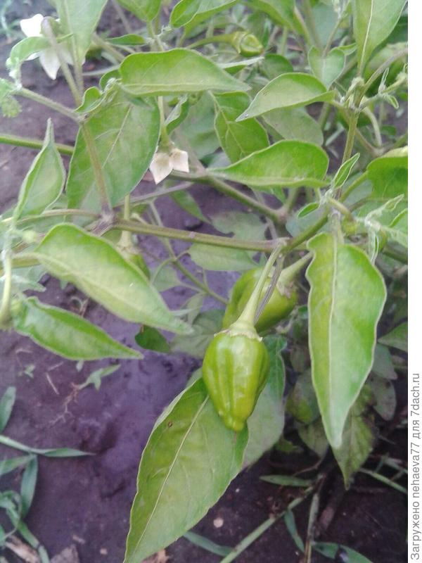 первое цветение... и первая завязь перчиков