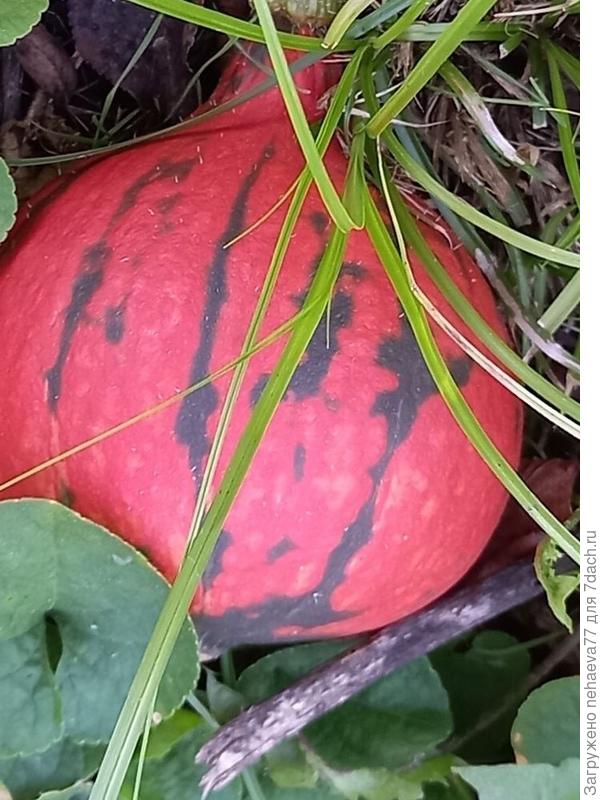 следующая принцесса