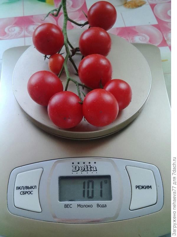 вес всей  грозди