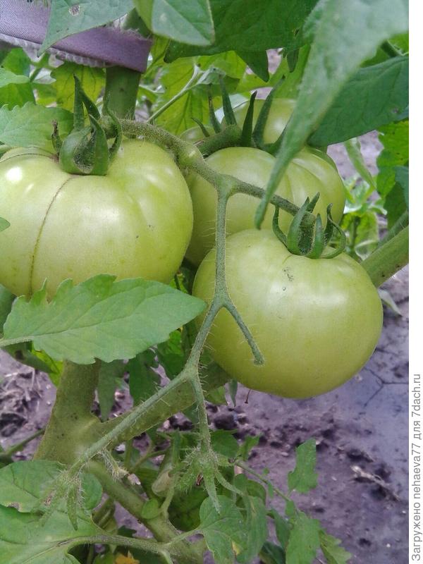 крупные,но  как заявлено,у меня вырастить не получилось