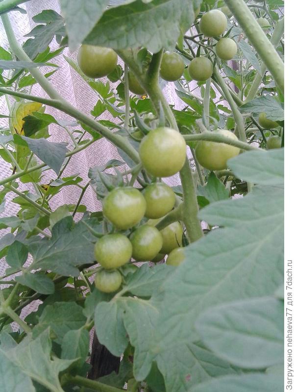 этакие бусинки