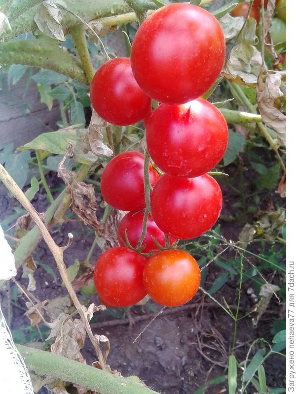 корраловые бусы