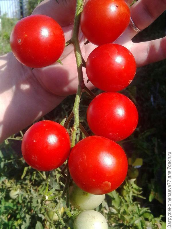 Раннеспелый кистевой гибрид