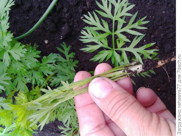 эх, не выросла ещё....