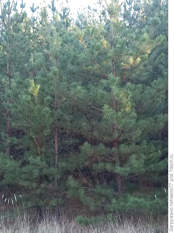 Там сосны совсем другие...