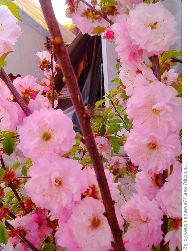 Мое украшение сада