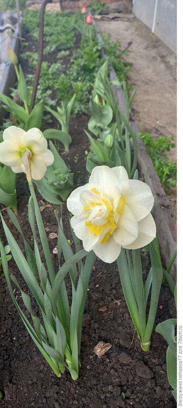 В интернет-магазине"Агросемфонд" я выписала себе нарцисс