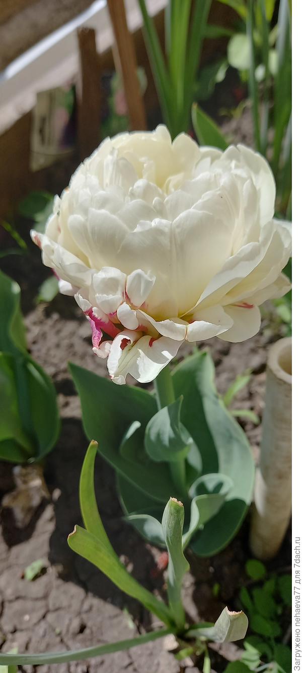 Цветки формой и величиной напоминают густомахровые пионы