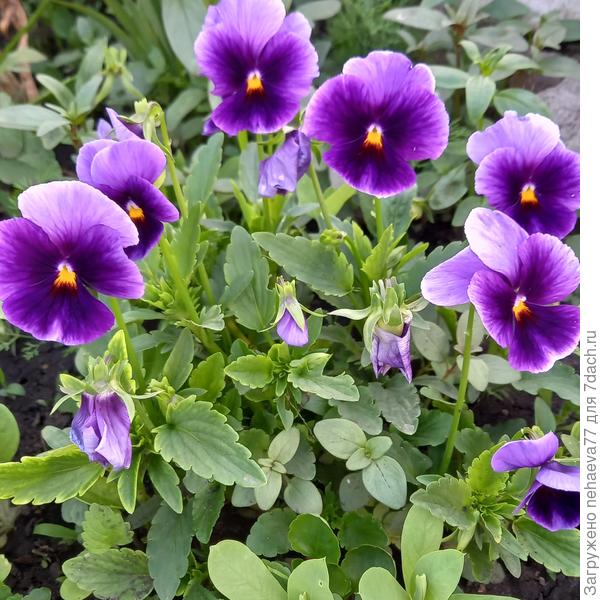 С приятным нежным ароматом