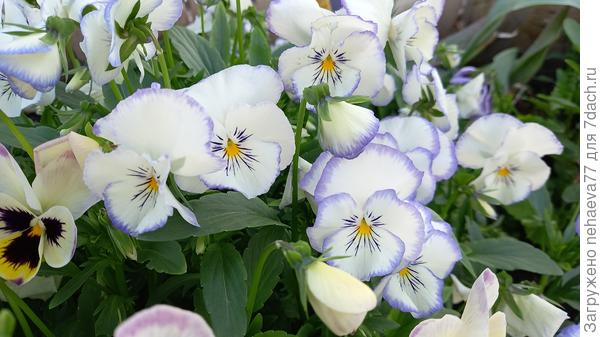 Моя прелесть)))