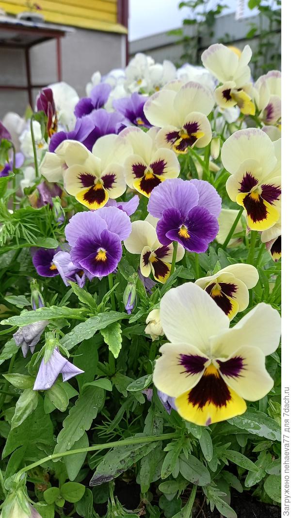 Цветки крупные, до 10 см в диаметре